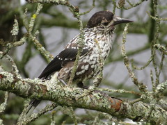 Nucifraga caryocatactes