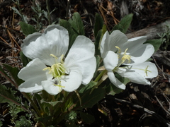 Oenothera cespitosa macroglottis