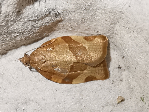 Barred Fruit-tree Tortrix, photo 9 of 9