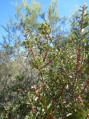 Melaleuca williamsii