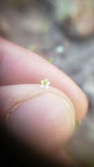 Linanthus harknessii