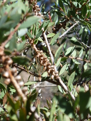 Melaleuca williamsii