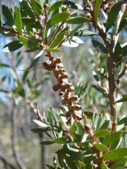 Melaleuca williamsii