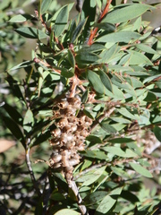 Melaleuca williamsii