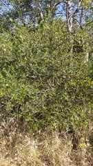 Phillyrea latifolia media