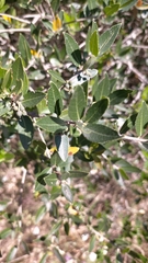 Phillyrea latifolia media