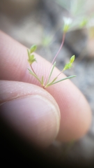 Linanthus harknessii