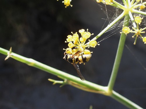 Euodynerus variegatus
