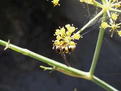 Euodynerus variegatus