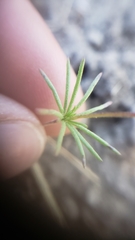 Linanthus harknessii
