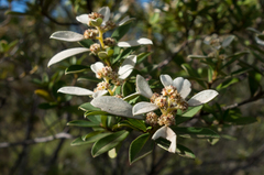 Spyridium spathulatum