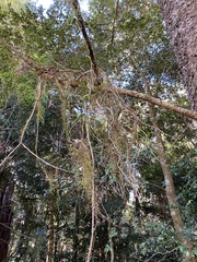 Plectorrhiza tridentata