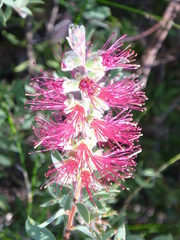 Melaleuca williamsii