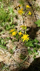 Packera pauciflora