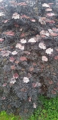 Sambucus nigra