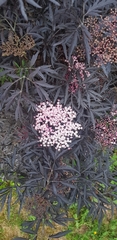 Sambucus nigra