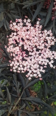 Sambucus nigra