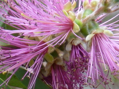 Melaleuca williamsii