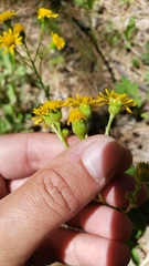 Packera pauciflora