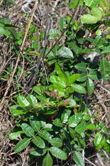 Anacardiaceae