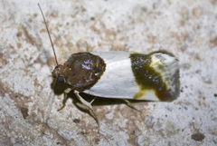 Tarache lactipennis