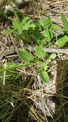 Packera pauciflora