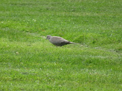 Streptopelia decaocto