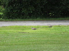 Streptopelia decaocto