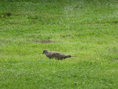 Streptopelia decaocto