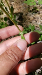 Packera pauciflora