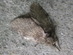 Peridea gigantea