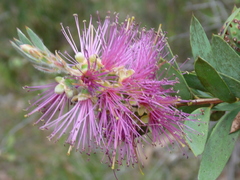 Melaleuca williamsii
