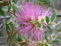 Melaleuca williamsii