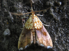 Agrotera nemoralis