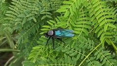 Microstylum oberthurii