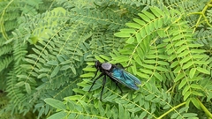 Microstylum oberthurii