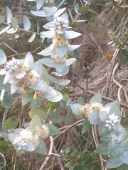 Eucalyptus crenulata