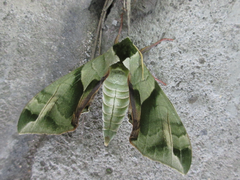 Callambulyx tatarinovii