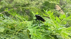 Microstylum oberthurii