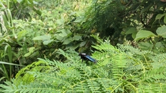 Microstylum oberthurii