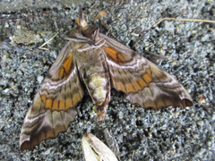 Phyllosphingia dissimilis