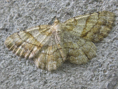 Polymixinia appositaria