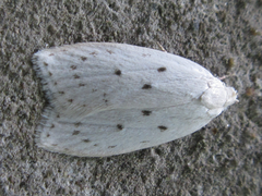 Scythropiodes approximans