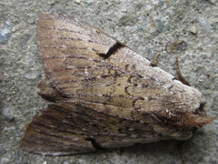 Lophocosma atriplaga