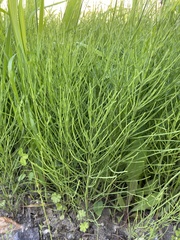 Equisetum arvense