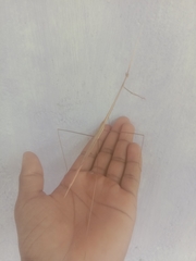 Schizocephala bicornis