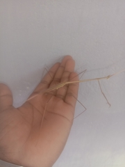 Schizocephala bicornis