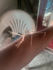 Schizocephala bicornis