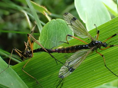 Dictenidia bimaculata