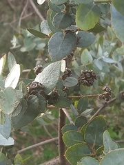 Eucalyptus crenulata